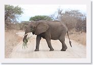 20TarangireAMGameDrive - 17 * Elephant having breakfast on the go.